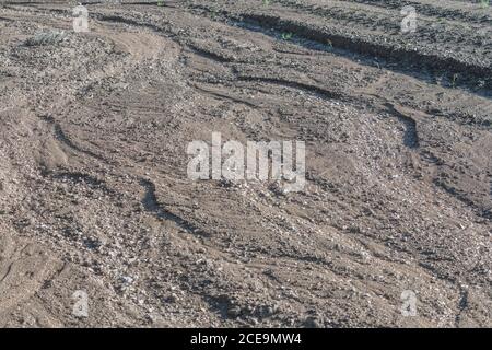 Grave erosione dell'acqua piovana in un campo di patate dove l'acqua ha lavato via le file più basse di patate. Effetti di pioggia pesante. Vedere le note aggiuntive. Foto Stock