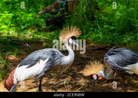 Un paio di gru con corona nera. Uno sta alimentando, in piedi su una gamba. L'altro è anche in piedi su una gamba, ma il suo mantenere un'occhiata fuori. Foto Stock