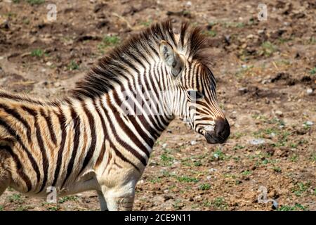 Una zebra bambino che stava correndo intorno e giocando intorno alla relativa madre. Foto Stock