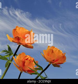 Tre fiori color arancio brillante (Trollius asiaticus) su sfondo blu Foto Stock