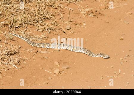 Un venomous Puff adder (Biotis arietans) che giace su una strada sterrata nel Kruger National Park, Sudafrica Foto Stock