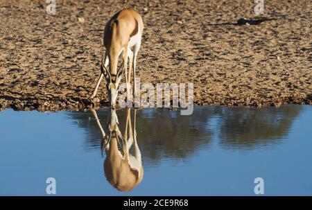 Springbok (Antidorcas marsupialis) che beve in un buco d'acqua con il suo riflesso nel Kalahari, Sudafrica Foto Stock