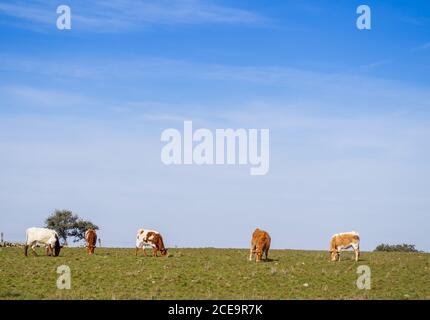 Una mandria di Berrenda en colorado razza mucche pascolando nel prato di Salamanca (Spagna). Esterno ecologico Foto Stock