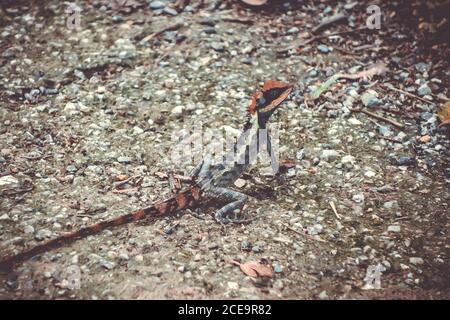 Crested Lizard nella giungla, Khao Sok, Thailandia Foto Stock