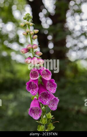 Guanti viola in un parco forestale del Regno Unito Foto Stock