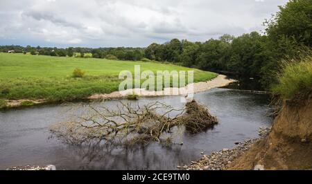 Erosione di una riva del fiume all'esterno di una curva che fa sì che un tre venga travolto nel fiume. Fiume Ribble a Clitheroe, Lancashire Foto Stock
