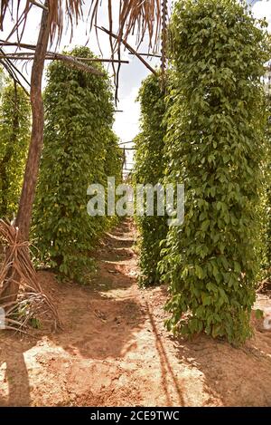 File di piante di pepe dopo il raccolto in la Plantation, Kampot Foto Stock