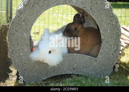 Adorabili e soffici conigli bianchi e marroni Foto Stock