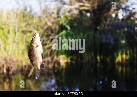 Carpa crogiana appesa su un gancio catturato da un pescatore Foto Stock