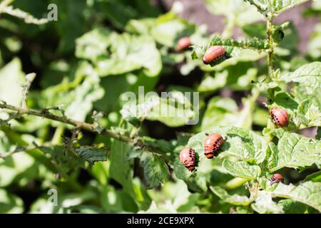 Colorado beetle su potato leaf Foto Stock