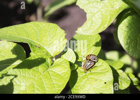 Il coleottero di patate del Colorado mangia le foglie di patate Foto Stock