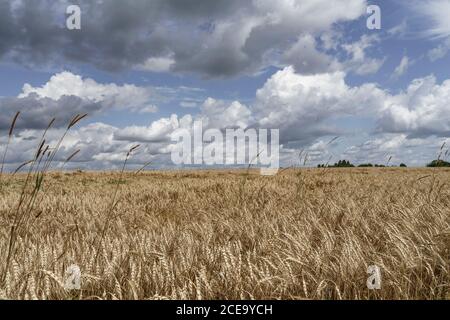 Campo agricolo di grano o segale poco prima di temporali pesanti e tempeste di grandine, offuscate, scure, drammatiche nuvole nel cielo Foto Stock