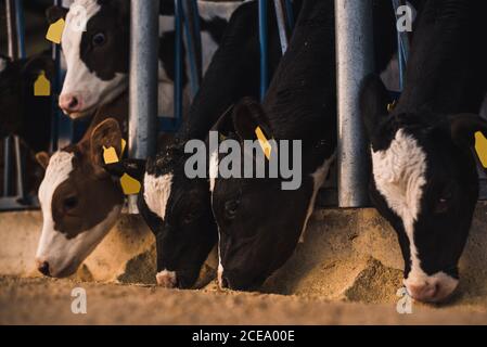 Adorabili vitelli in piedi e prendendo il fieno dal pavimento in Corral in fattoria. Foto Stock