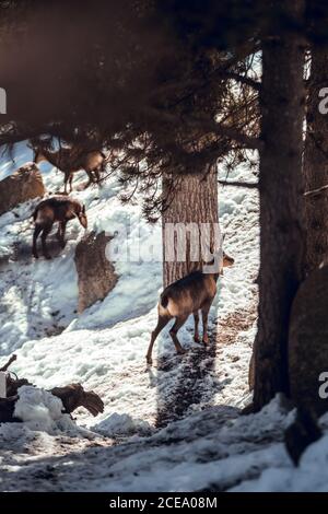 Mandria di capre selvatiche che pascolano in montagna vicino alla foresta invernale in giornata di sole a Les Angles, Pirenei, Francia Foto Stock