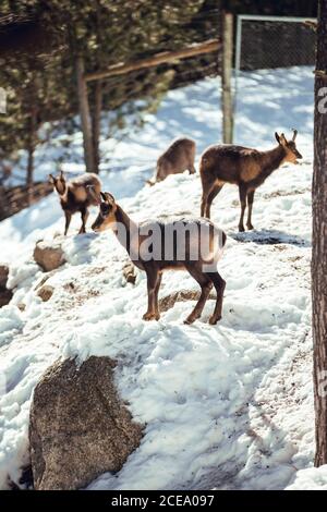 Mandria di capre selvatiche che pascolano in montagna vicino alla foresta invernale in giornata di sole a Les Angles, Pirenei, Francia Foto Stock