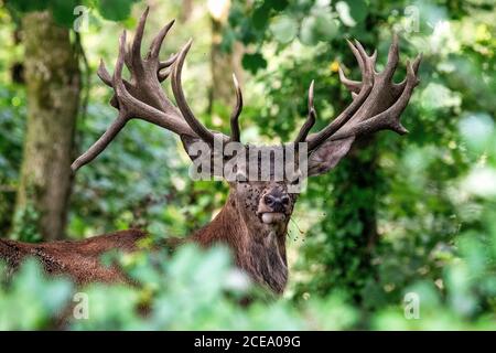 Adult Red Deer Stag, Somerset, Regno Unito. Cervus elaphus Foto Stock