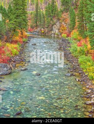 I colori dell'autunno lungo la North Fork blackfoot river vicino ovando, montana Foto Stock