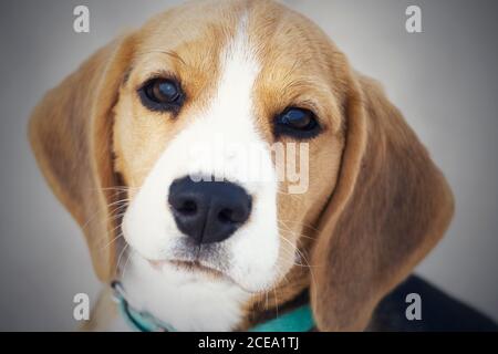 Piccolo cucciolo tricolore carino Beagle, aspetto triste. Foto Stock