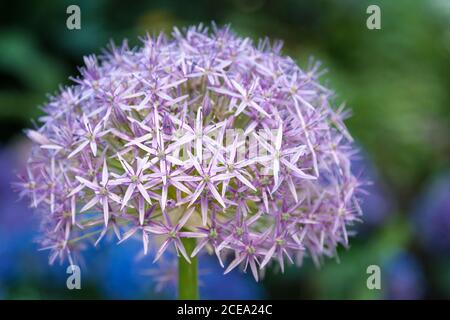 Primo piano di una cipolla persiana nel suo pieno splendore fiorente Foto Stock