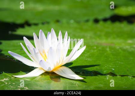 Un giglio d'acqua bianco europeo circondato da un po' di grande verde foglie Foto Stock