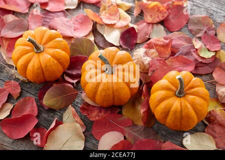 Belle mini zucche su sfondo foglie d'autunno Foto Stock