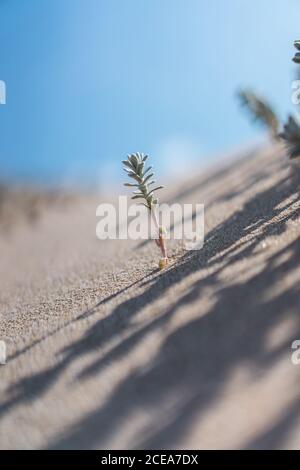 Primo piano pianta succulenta piccola che cresce in sabbia in giornata di sole. Foto Stock