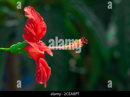 Primo piano fiore rosso Foto Stock