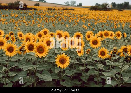 Paesaggio di girasoli in campo Foto Stock