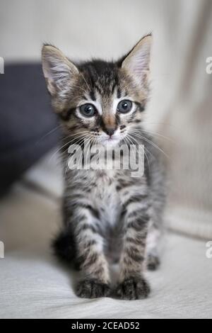 Primo piano di un adorabile cucciolo seduto su un divano Foto Stock