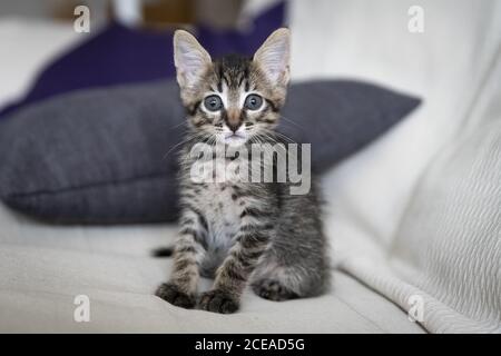 Primo piano di un adorabile cucciolo seduto su un divano Foto Stock