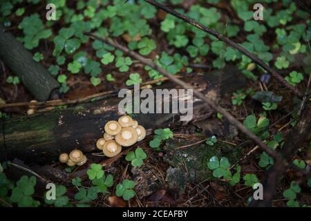Piccoli funghi che crescono su log bagnato tra trifoglio verde in foresta Foto Stock