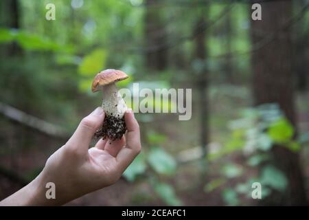 Bella giovane donna con cestino dimostrando piccolo fungo alla macchina fotografica mentre in piedi nella foresta verde Foto Stock