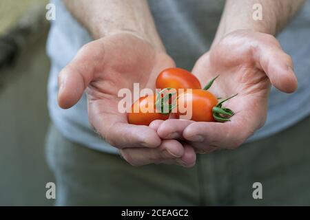 Un uomo con le mani ruvide che lavorano duramente tiene fuori un raccolto fresco di pomodori maturi di uva da una vendemmia recente. Giardinaggio autentico. Foto Stock