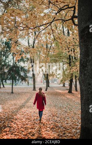 Vista posteriore della signora che va a terra con il giallo in caduta foglie nella foresta autunnale Foto Stock