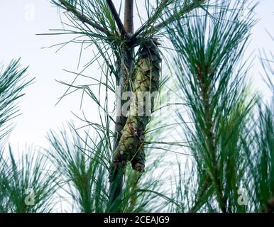 Coni femmina in sviluppo su pino bianco orientale, Pinus strobus oozing sap. Foto Stock