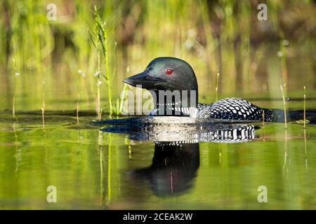 Loon comune che riposa alla superficie di un lago settentrionale. Foto Stock