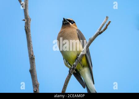 Il Cedar Waxwing appollaiato su un ramo Foto Stock