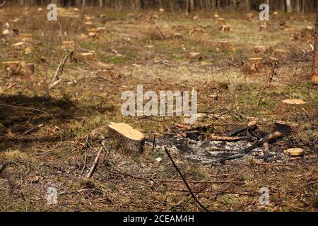 L'immagine dopo l'abbattimento è un sacco di ceppi di conifere alberi che rimangono nel terreno. Ceppi dopo abbattimento illegale. Fuoco selettivo Foto Stock