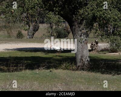 Colonia di cicogne, specie di uccelli protette Foto Stock