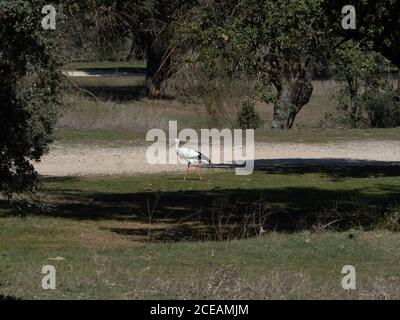 Colonia di cicogne, specie di uccelli protette Foto Stock