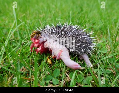 Vespe e mosche si nutrono di un bambino morto hedgehog, che può essere stato attaccato da un predatore. Foto Stock