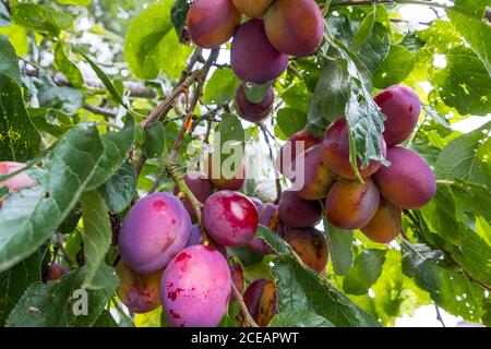 Victoria prugne che crescono su un albero inglese. Suffolk, Inghilterra, Regno Unito. Foto Stock