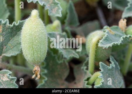 "Gherkin del diavolo" (Ecballium elaterium), che sfrutta i suoi frutti ricevendo lo sfregamento minimo, per diffondere i suoi semi Foto Stock