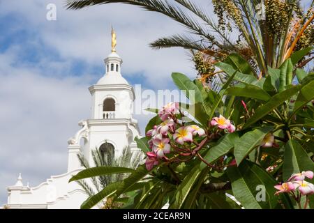 La Plumeria fiorisce sulla base del Tempio Tijuana della Chiesa di Gesù Cristo dei Santi degli ultimi giorni (Mormon). Il tempio fu costruito negli spagnoli Foto Stock