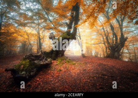 Percorso in bella foresta in nebbia all'alba in autunno Foto Stock