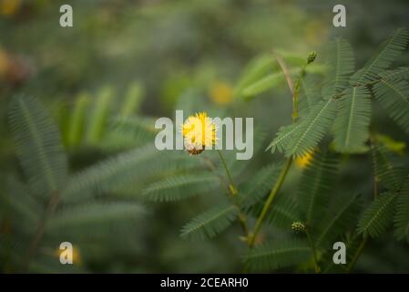 Acacia Dealbata Yellow Mimosa Plant Flowers Bloom foglie al Royal Botanic Gardens a Kew, Richmond, Londra Foto Stock