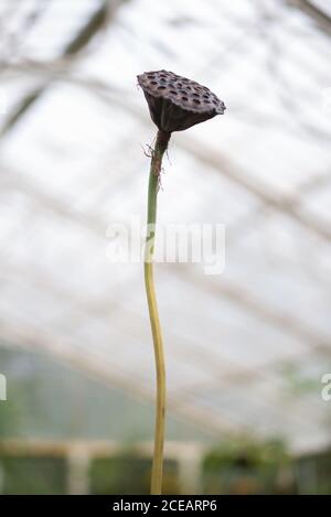 Podi di semi di loto steli Nelumbo Nucifera Dry Heads al Royal Botanical Gardens a Kew, Richmond, Londra Foto Stock