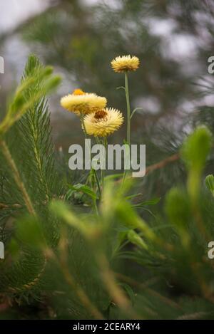 Australian Wild Strawflower Helichrysum Bracteatum Xerochrysum Yellow Golden Everlasting Flower Orange Royal Botanical Gardens at Kew, Richmond London Foto Stock