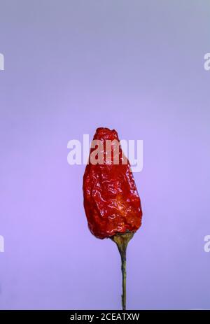 peperoncini rossi secchi isolati su sfondo bianco Foto Stock