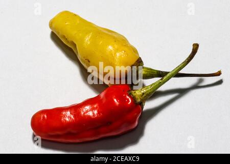 peperoncini rossi e gialli isolati su un bianco sfondo Foto Stock